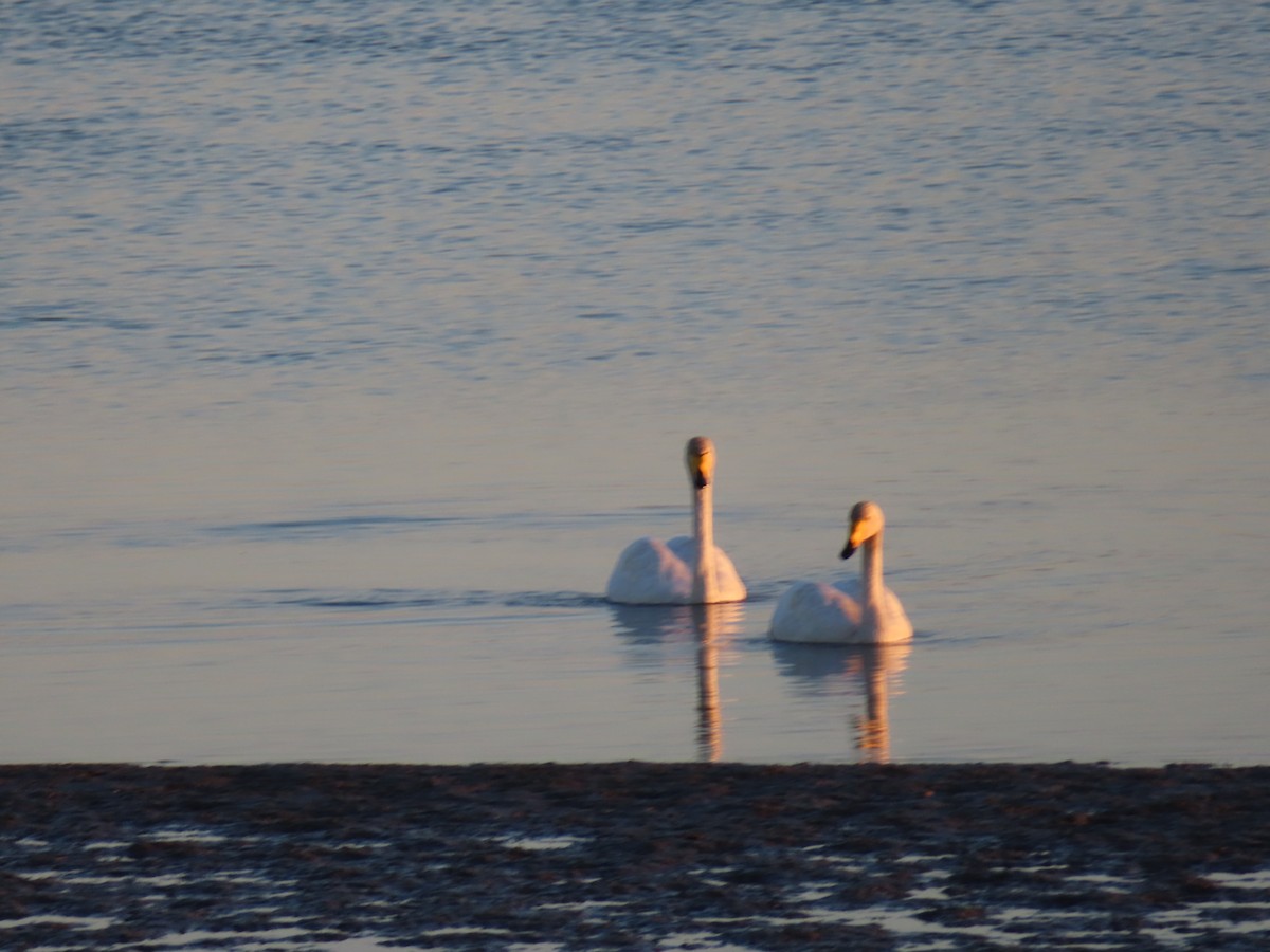 Лебедь-кликун - ML645835479