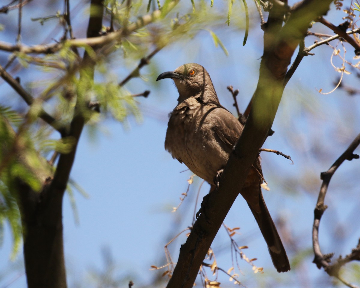 Curve-billed Thrasher - ML645835488