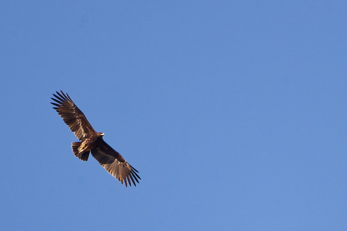 Большой подорлик - ML645835489