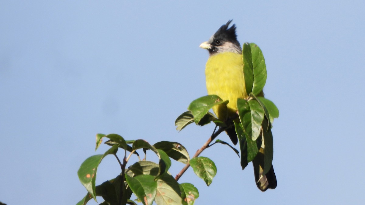 Вьюрковый бюльбюль - ML645835490