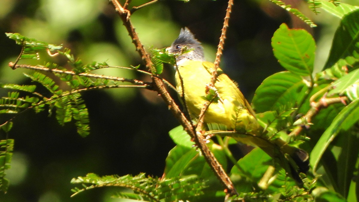 Вьюрковый бюльбюль - ML645835491