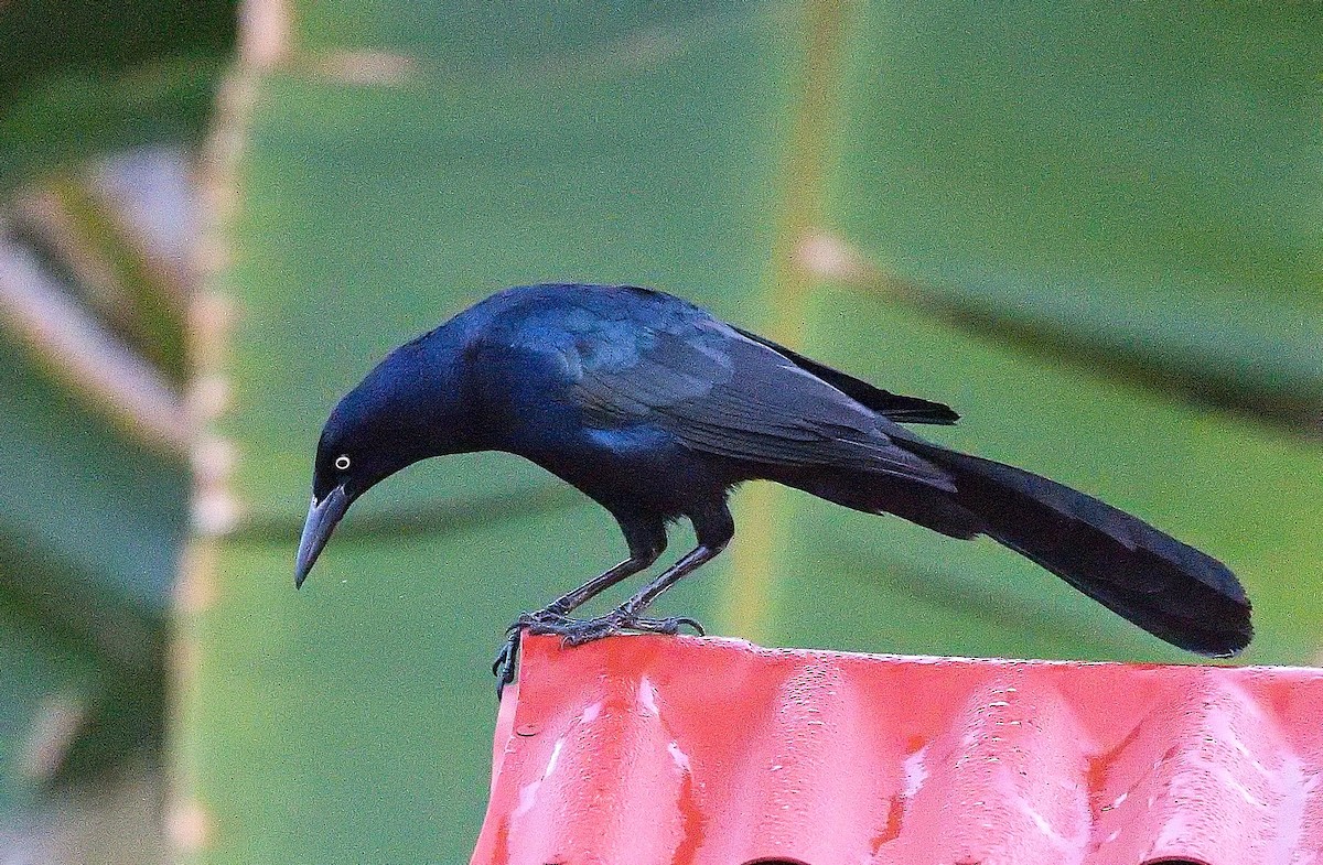 Большехвостый гракл - ML645835492