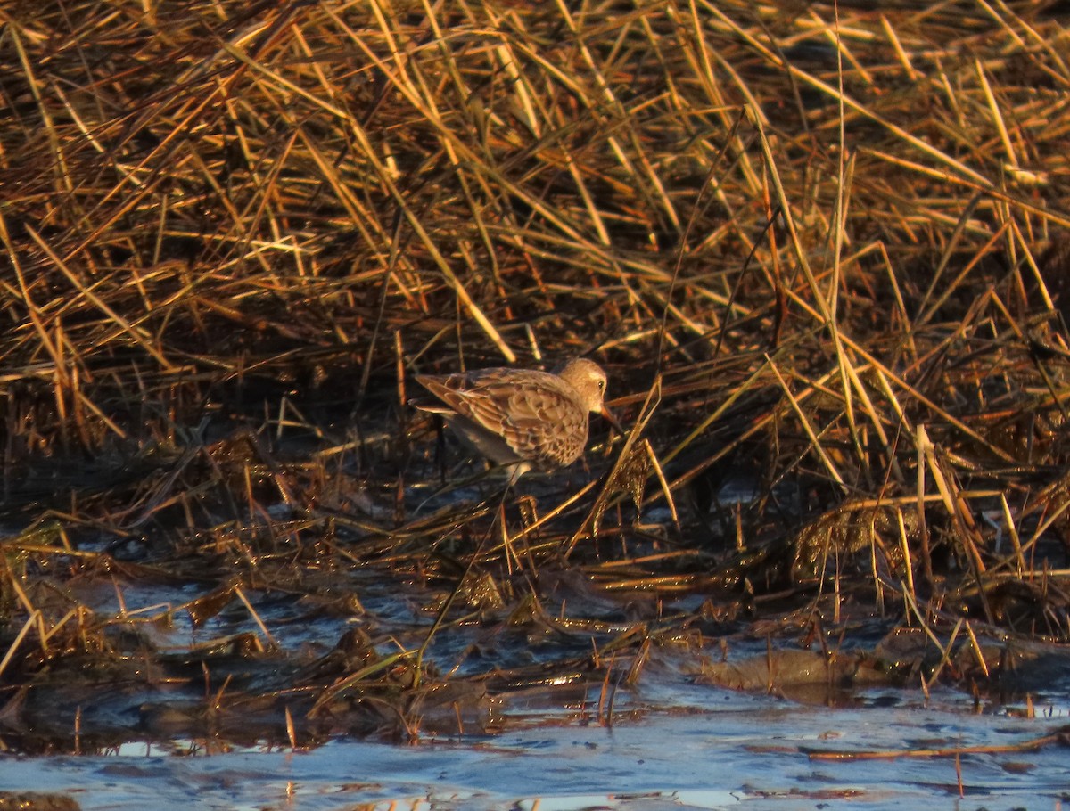 コシジロウズラシギ - ML645835495