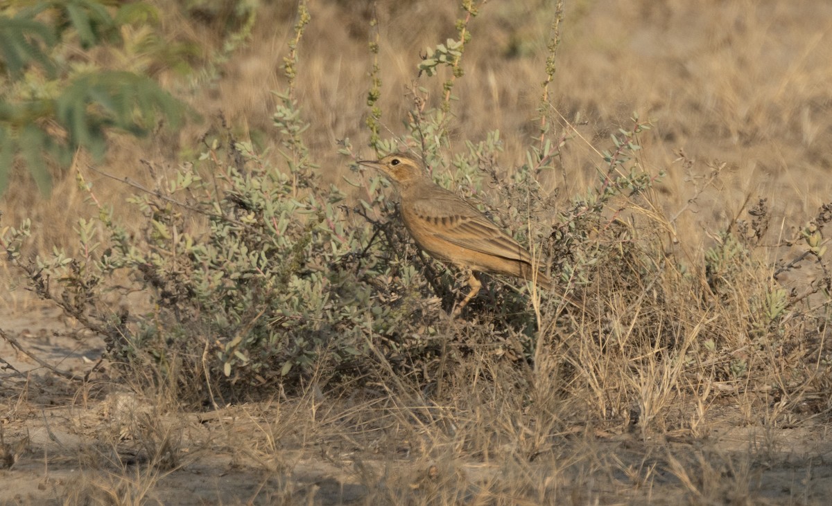 Длинноклювый конёк - ML645835496