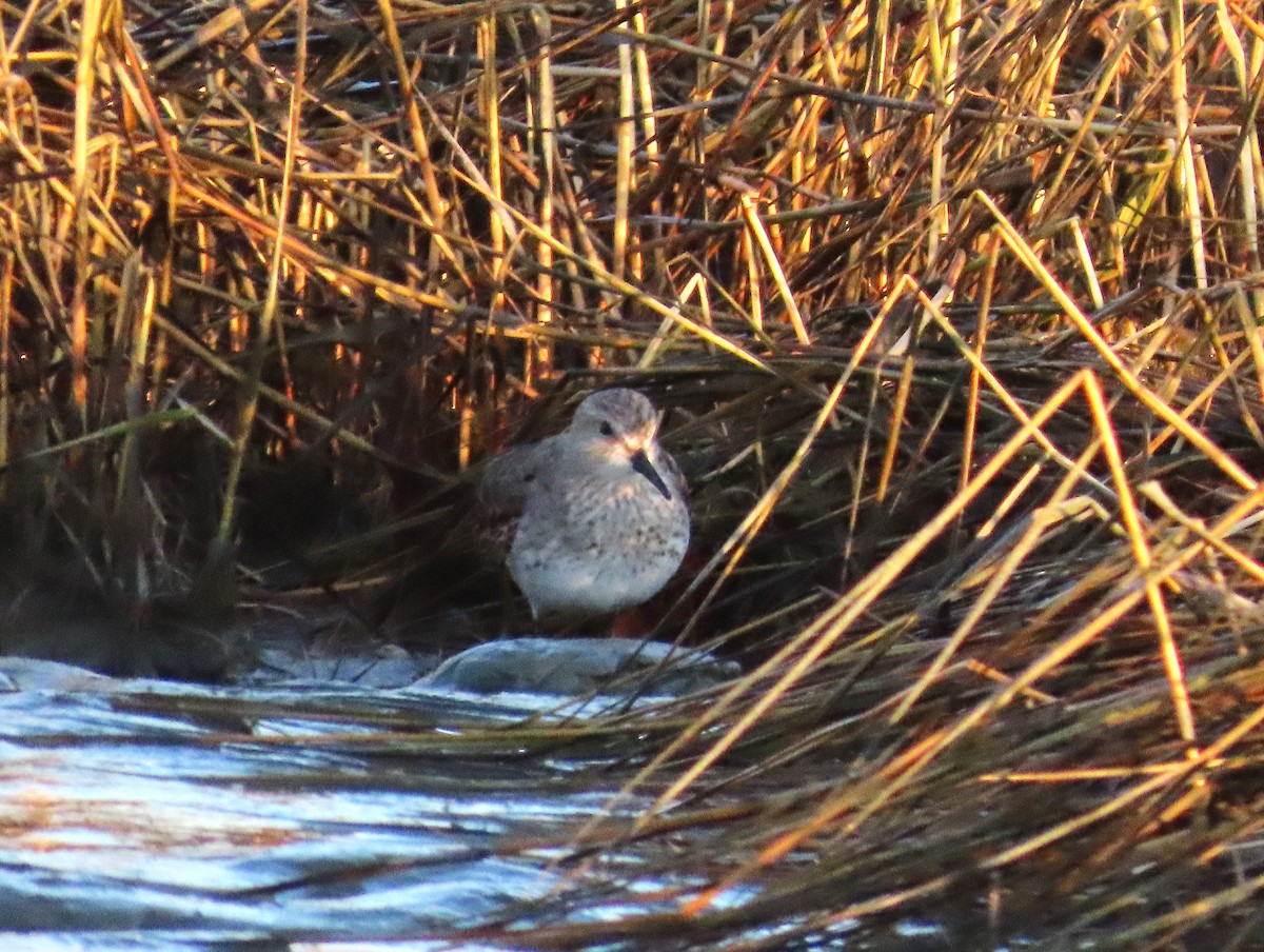 コシジロウズラシギ - ML645835498