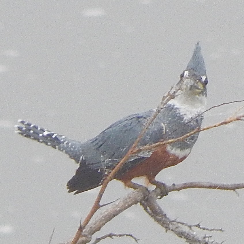 Красногрудый зимородок - ML645835500