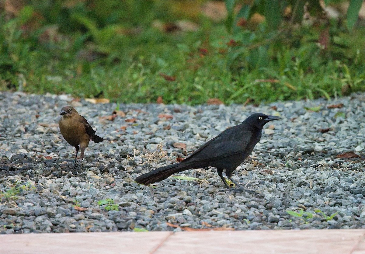 Большехвостый гракл - ML645835501