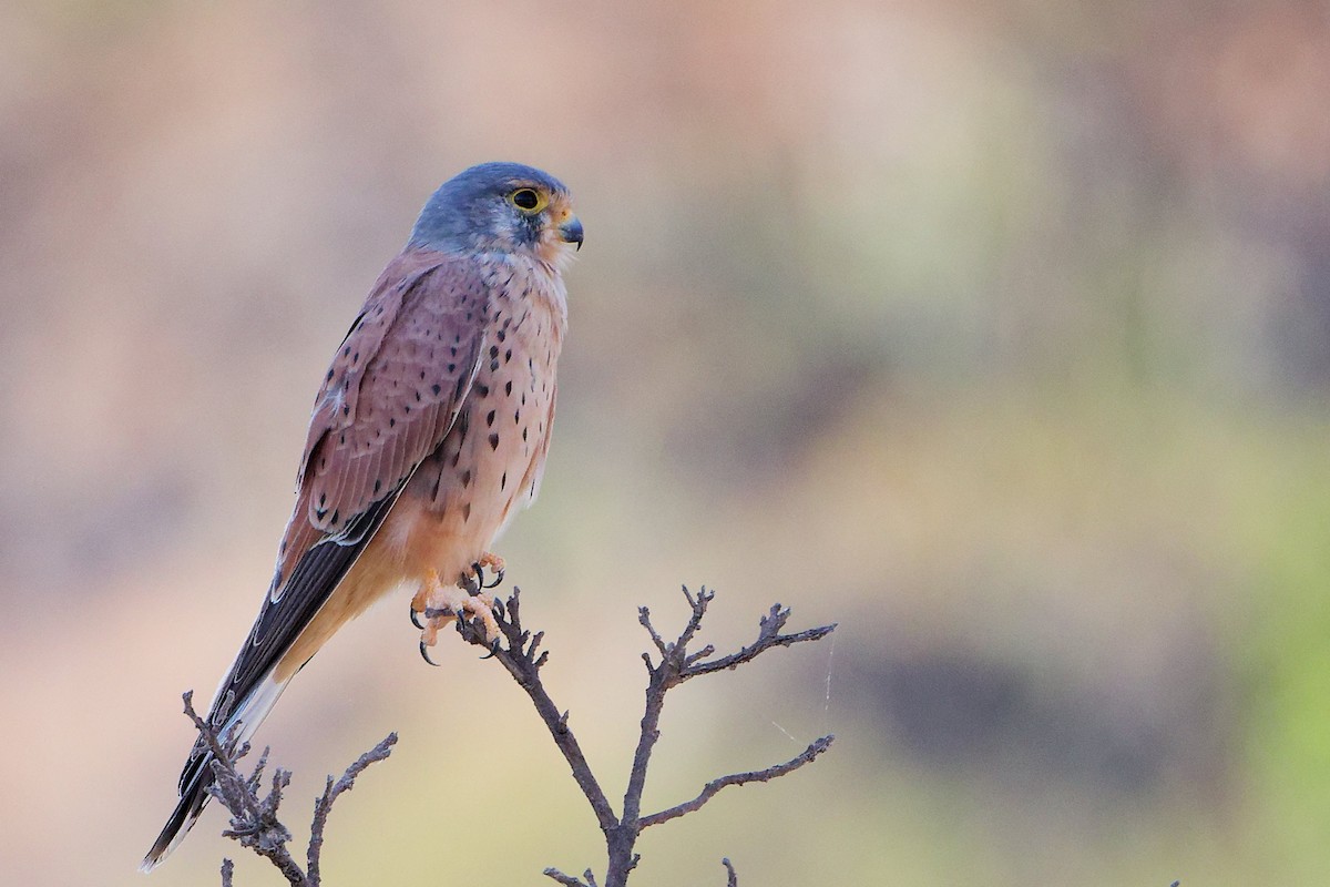 Пустельга - ML645835502