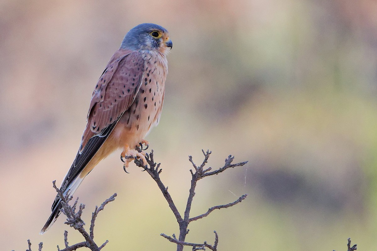 Пустельга - ML645835503