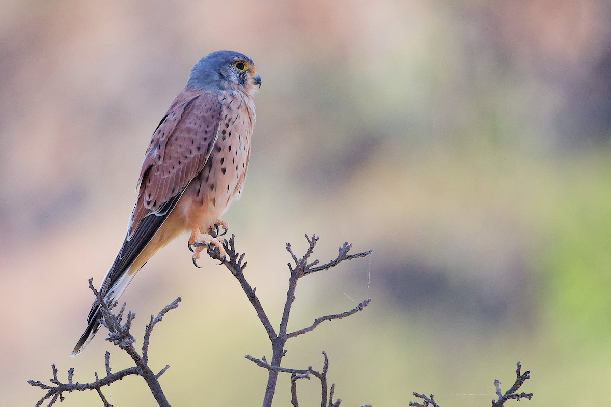 Пустельга - ML645835504