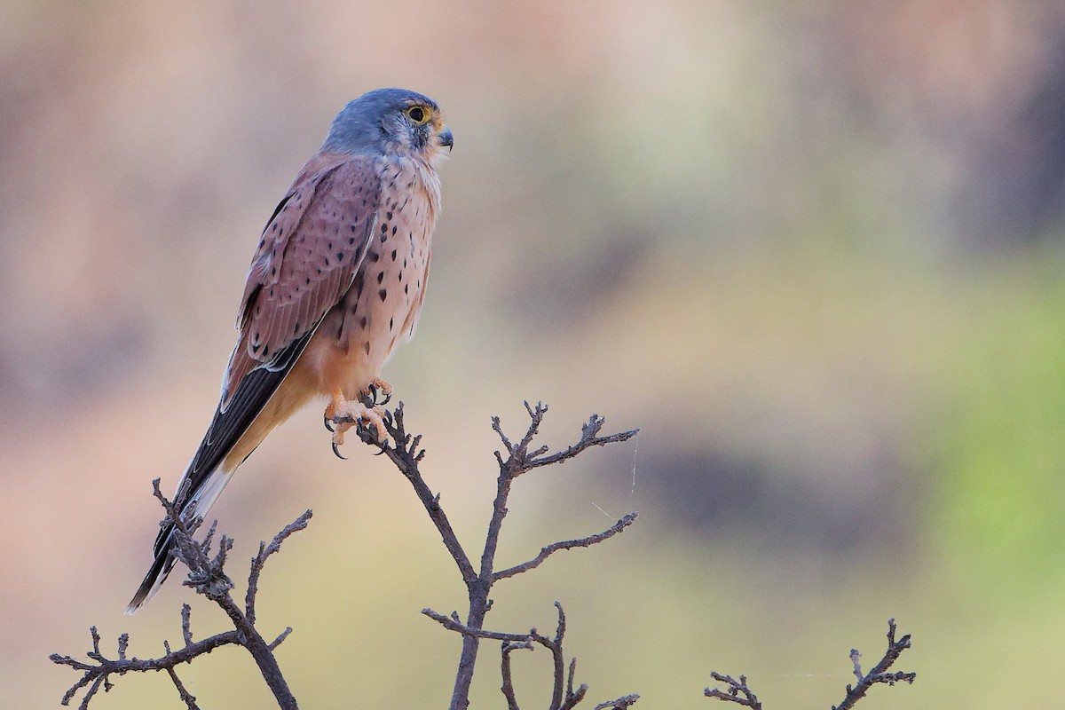 Пустельга - ML645835505