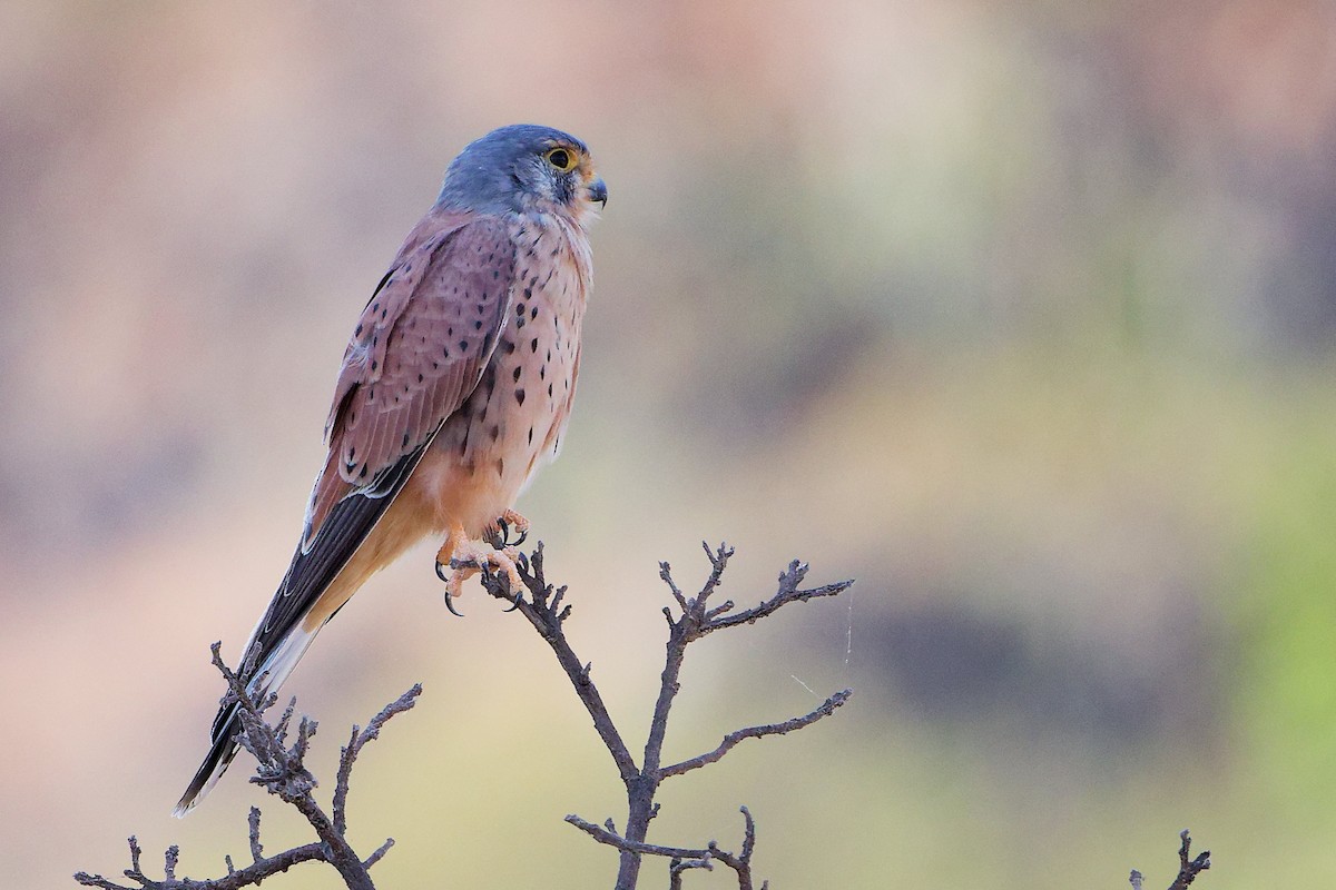 Пустельга - ML645835506