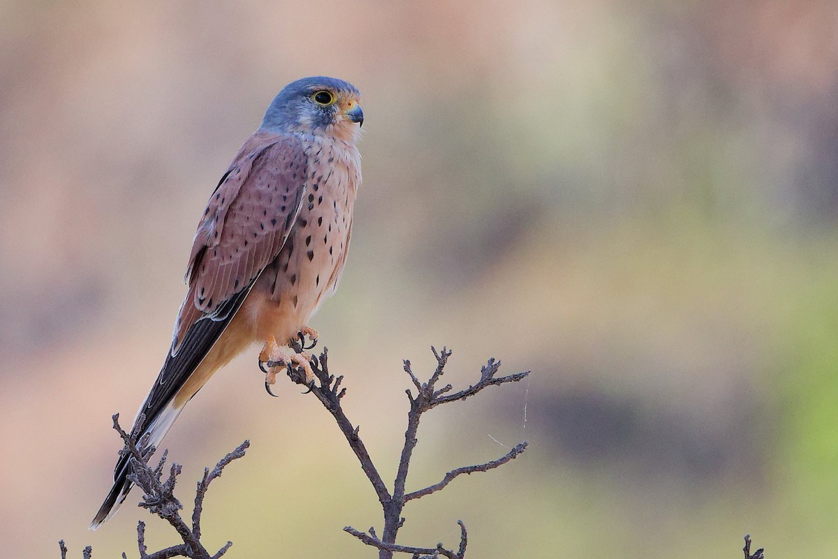 Пустельга - ML645835507