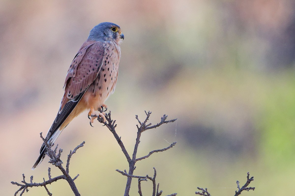 Пустельга - ML645835508