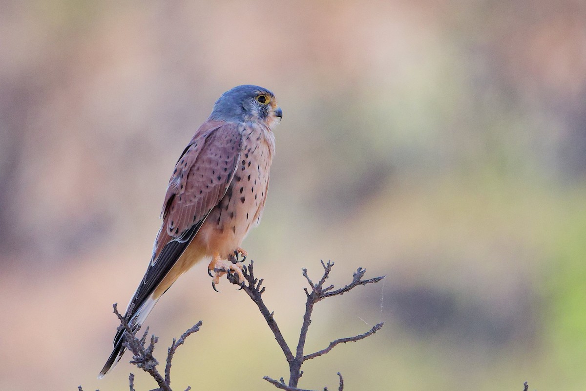 Пустельга - ML645835509