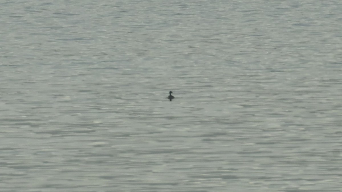 Черношейная поганка - ML645835511