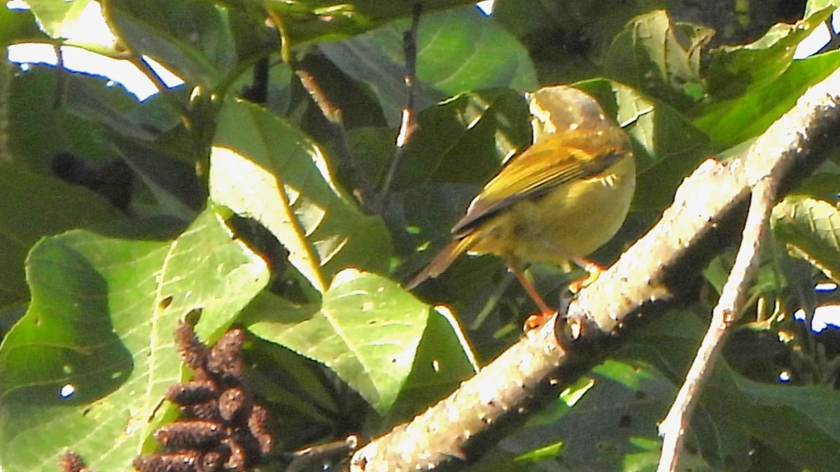 Рыжеполосая зарничка - ML645835512