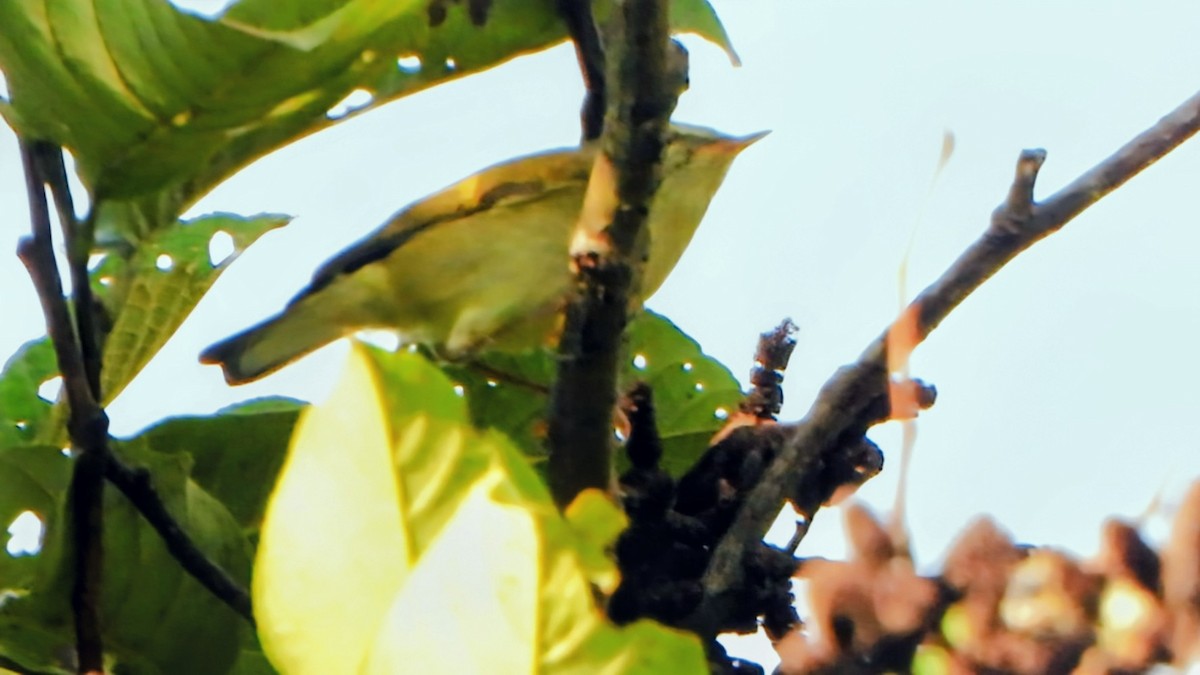 Рыжеполосая зарничка - ML645835513