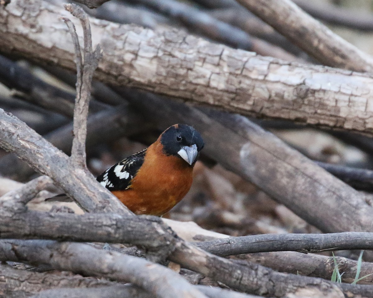 Black-headed Grosbeak - ML645835514