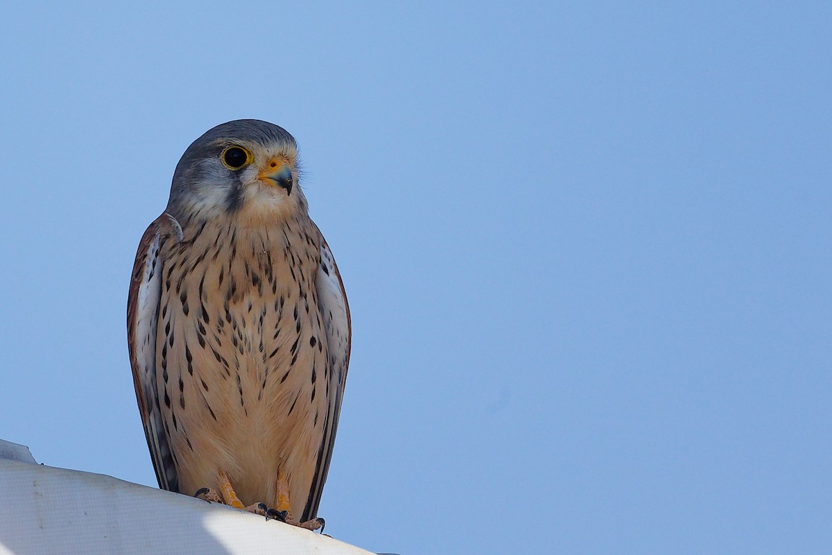 Пустельга - ML645835515