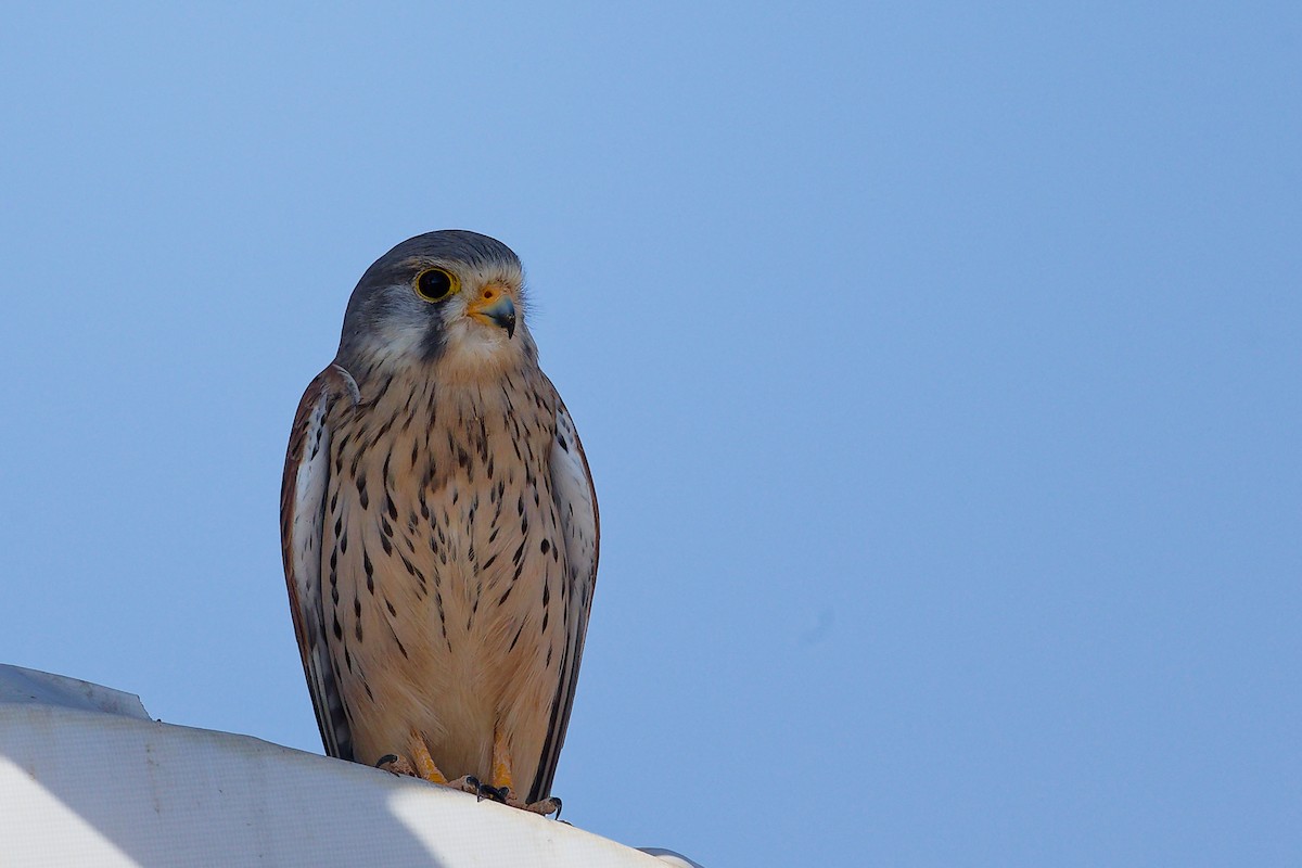 Пустельга - ML645835516