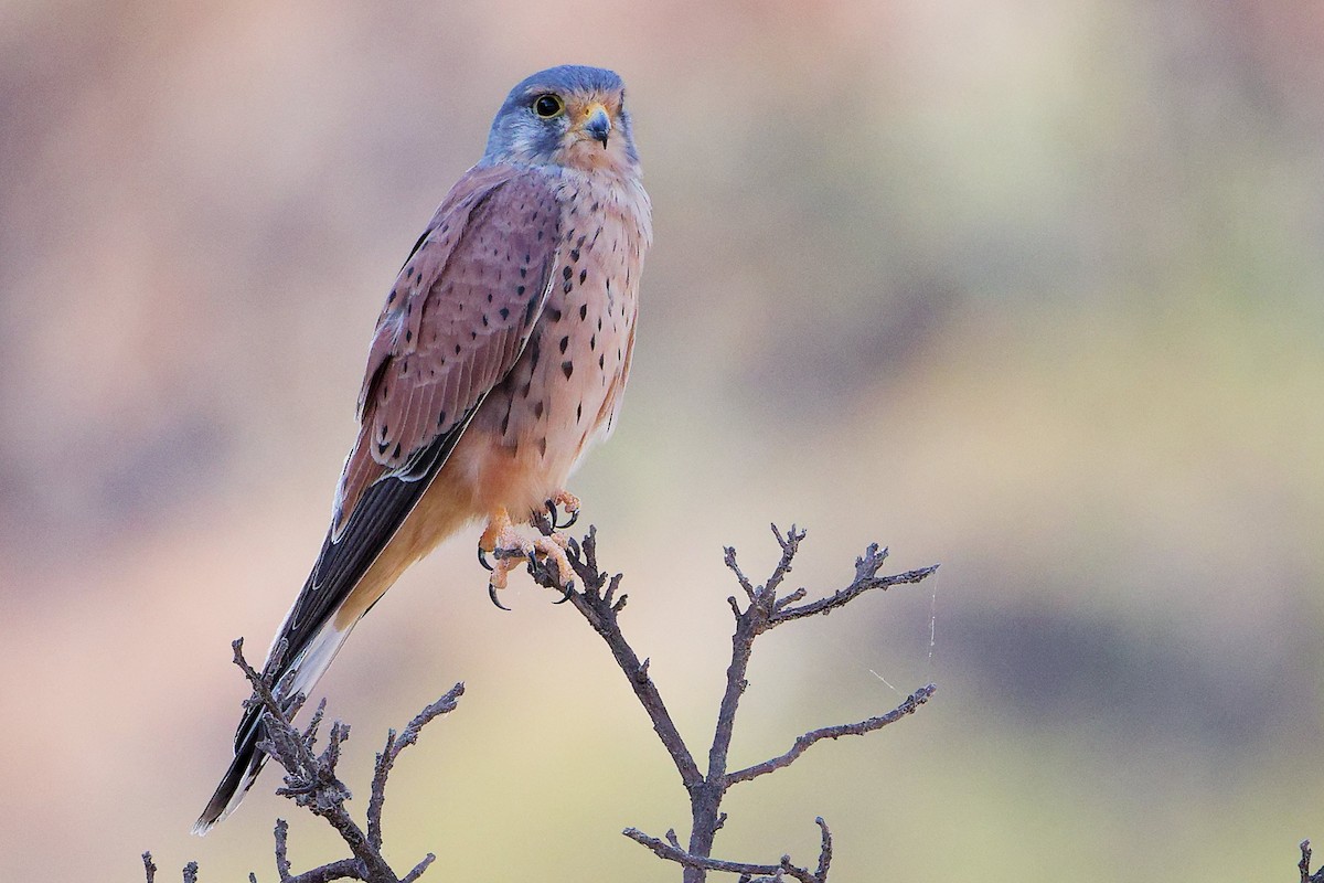 Пустельга - ML645835517