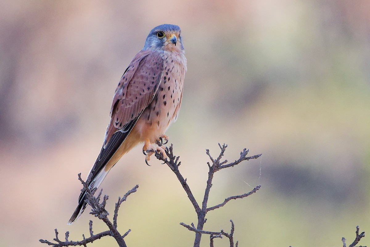 Пустельга - ML645835518