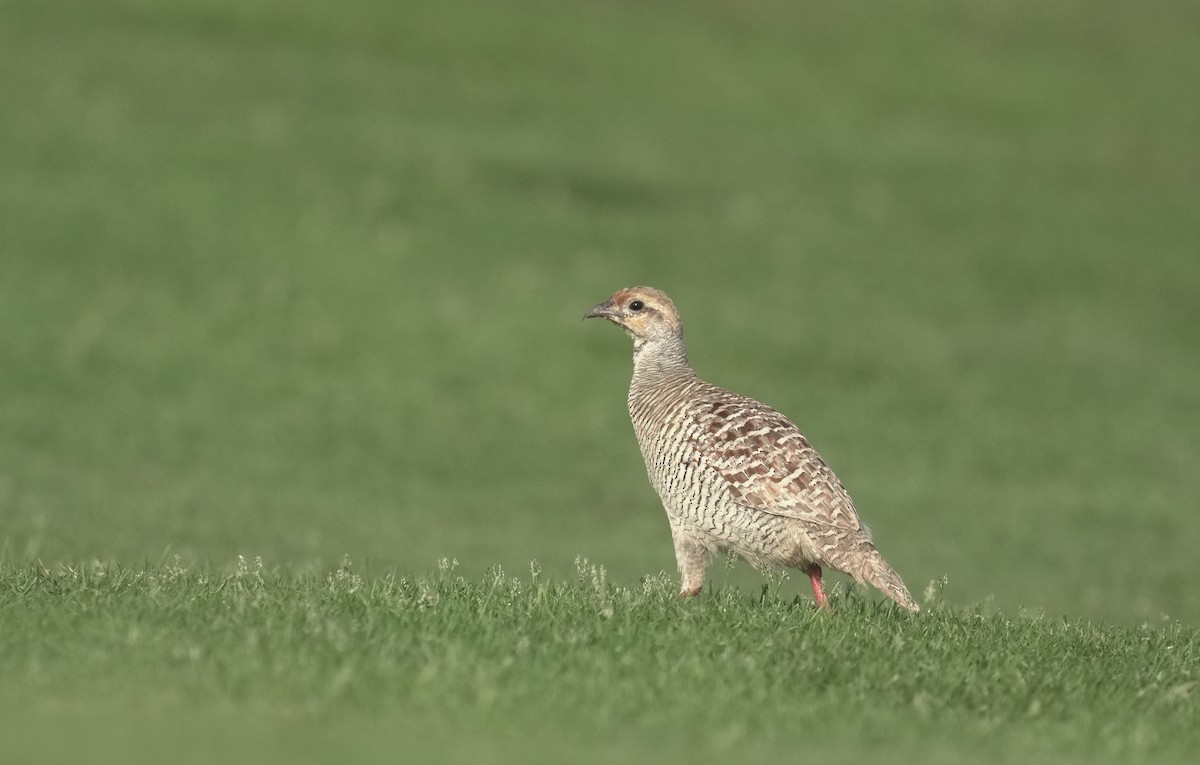 Серый турач - ML645835519