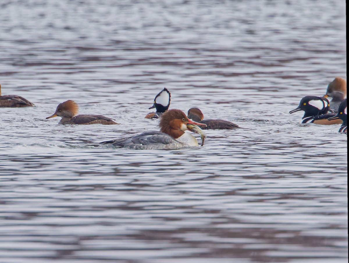 Большой крохаль - ML645835520