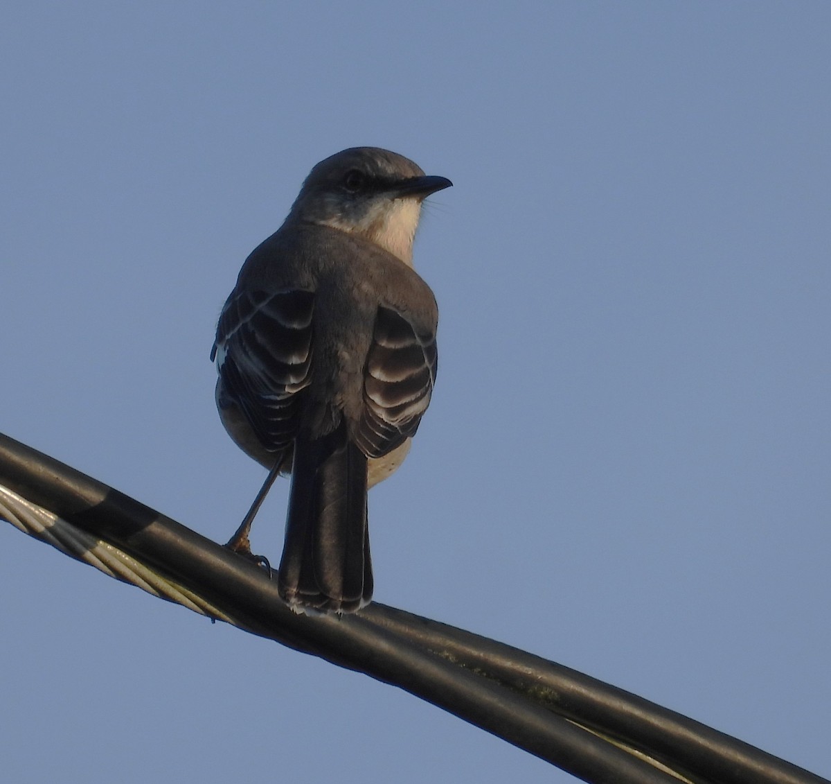 Многоголосый пересмешник - ML645835523