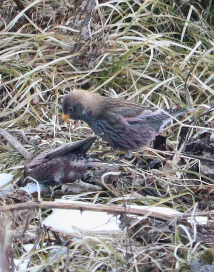 koksfjellfink - ML645835525