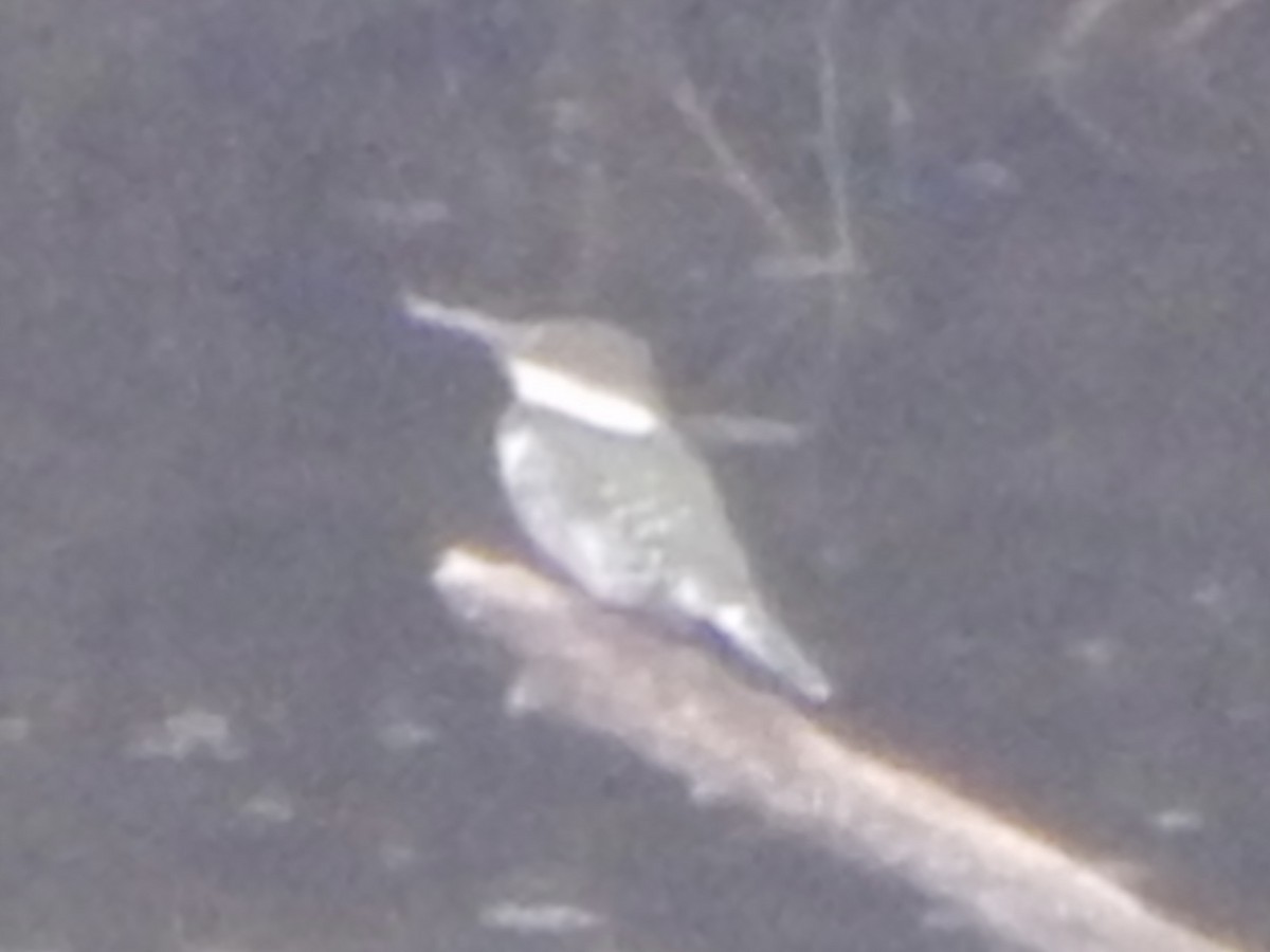 Green Kingfisher - ML645835527