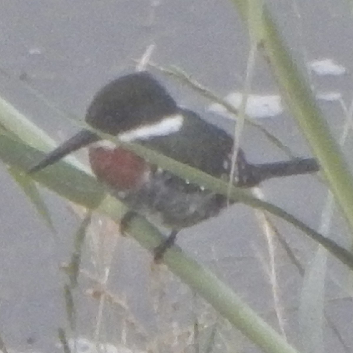 Green Kingfisher - ML645835528