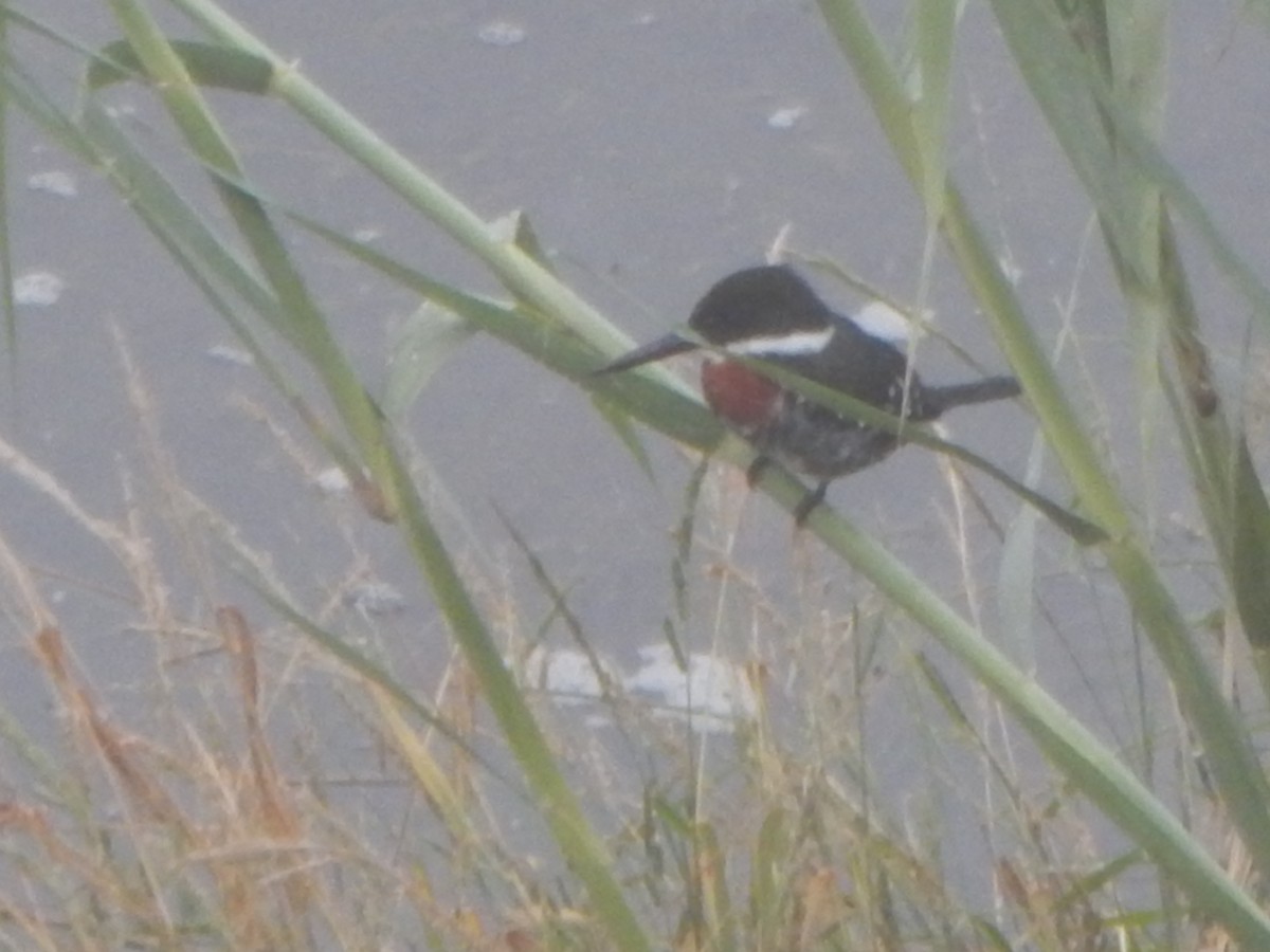 Green Kingfisher - ML645835529