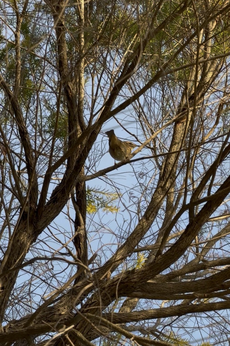 Esmer Çıvgın - ML645835531