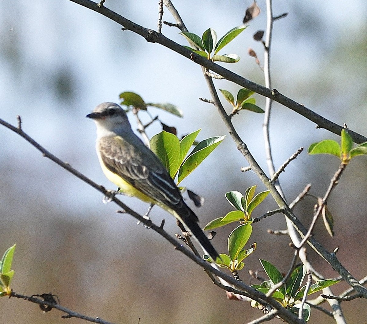 Western Kingbird - ML645835533
