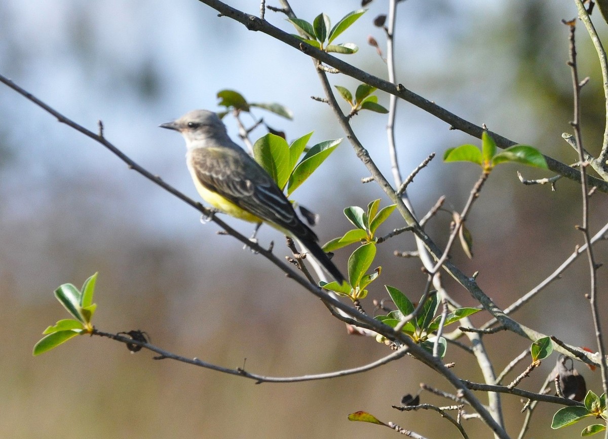 Western Kingbird - ML645835551