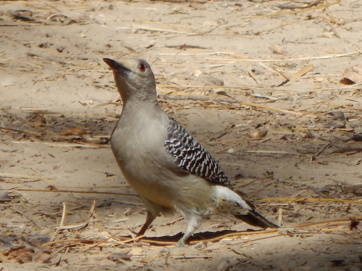 Golden-fronted Woodpecker - ML645835552
