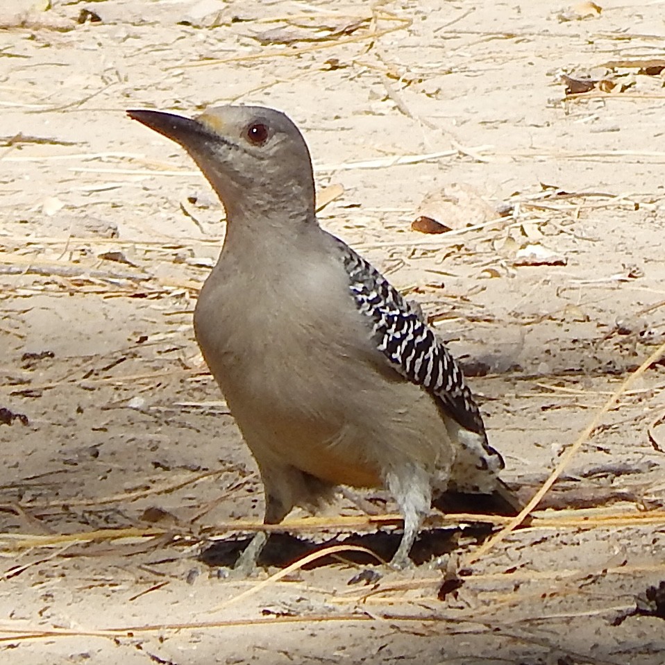 Golden-fronted Woodpecker - ML645835553
