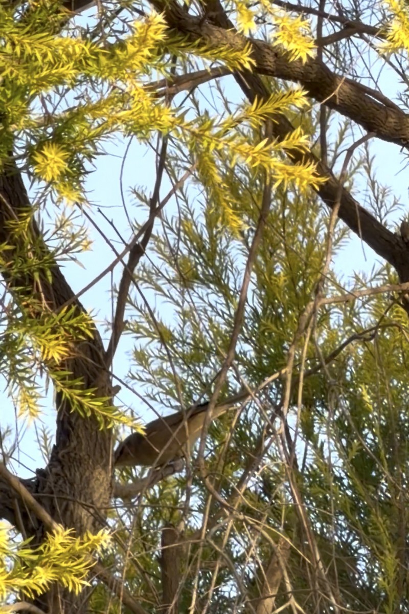 Esmer Çıvgın - ML645835554