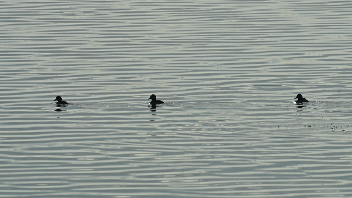 Гоголь-головастик - ML645835557