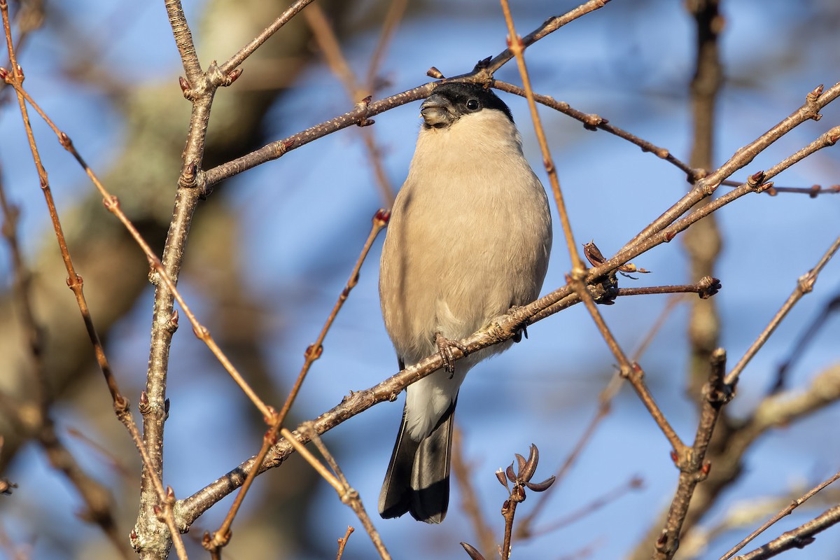 Eurasian Bullfinch - ML645835558