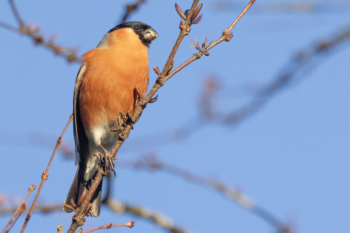 Eurasian Bullfinch - ML645835559