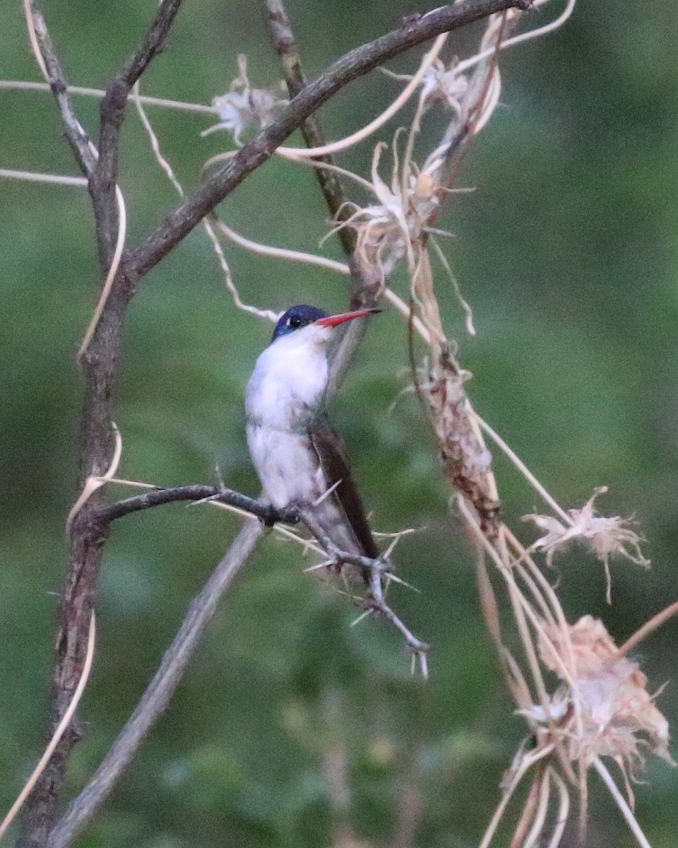 Violet-crowned Hummingbird - ML645835565