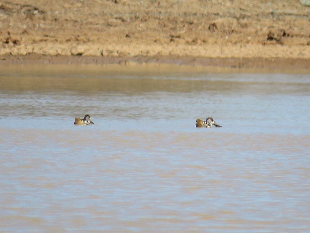 Розовоухая утка - ML645835572