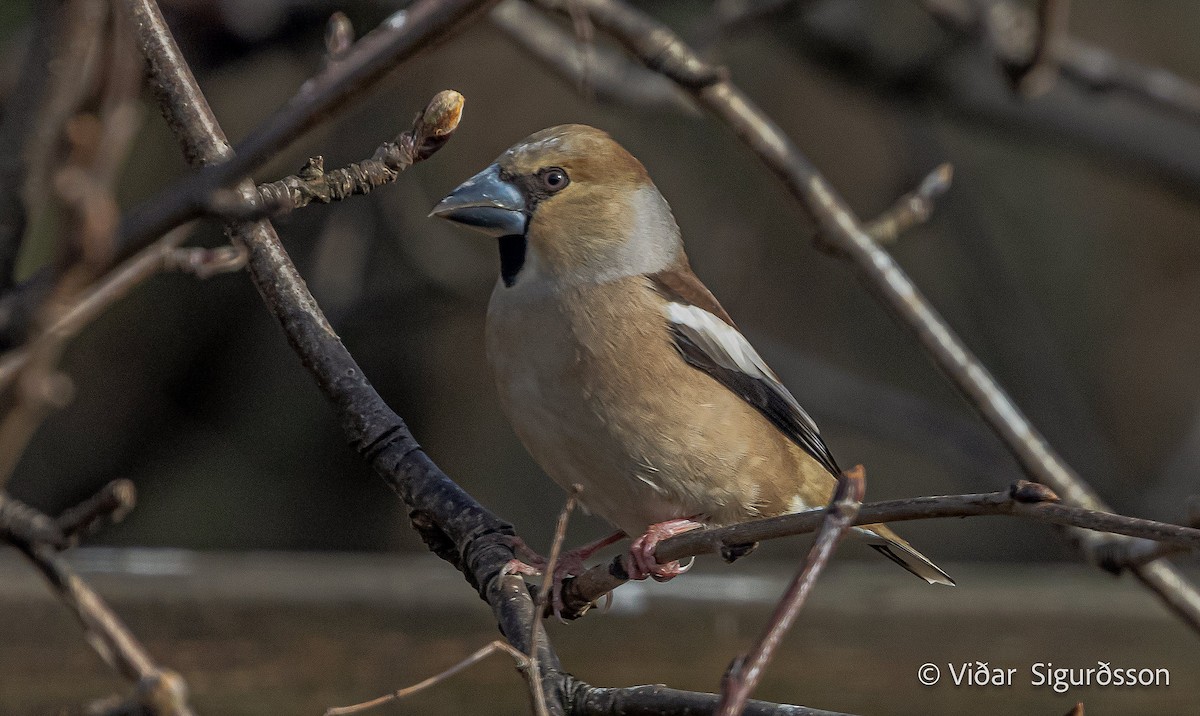 dlask tlustozobý - ML645835573