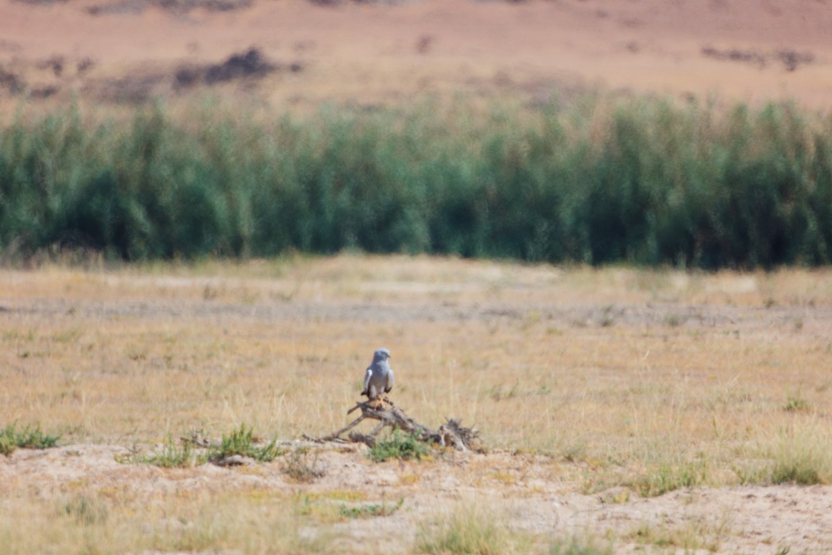 moták lužní - ML645835574