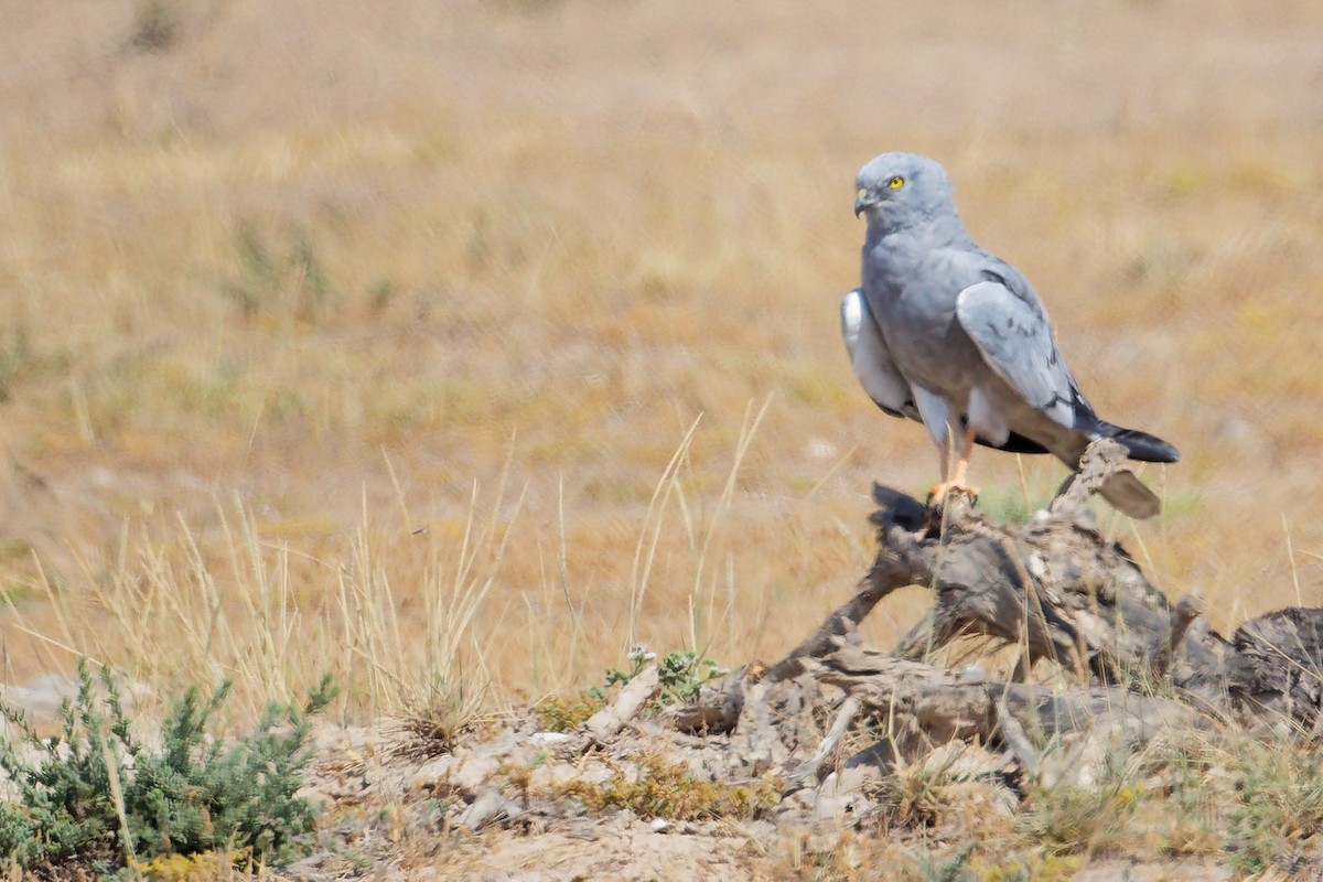 moták lužní - ML645835575