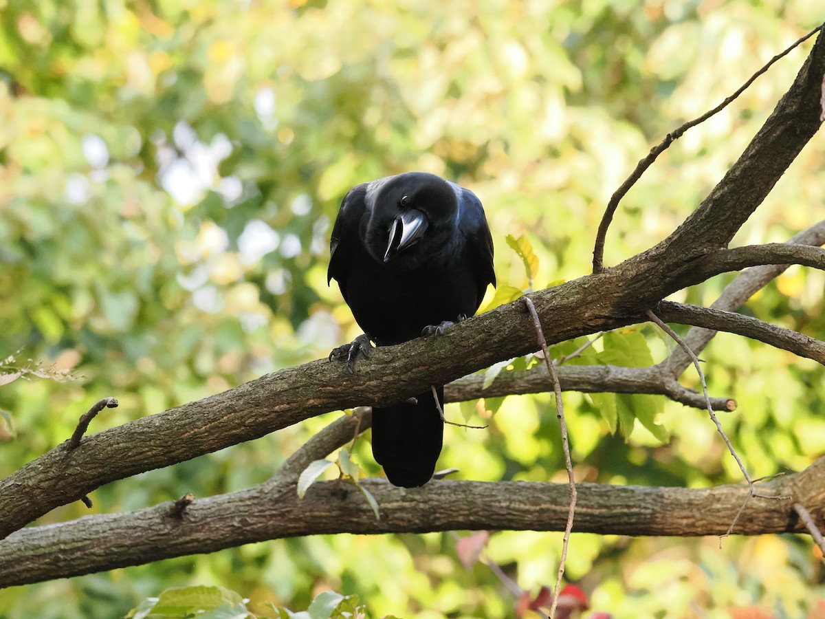 vrána tlustozobá - ML645835576