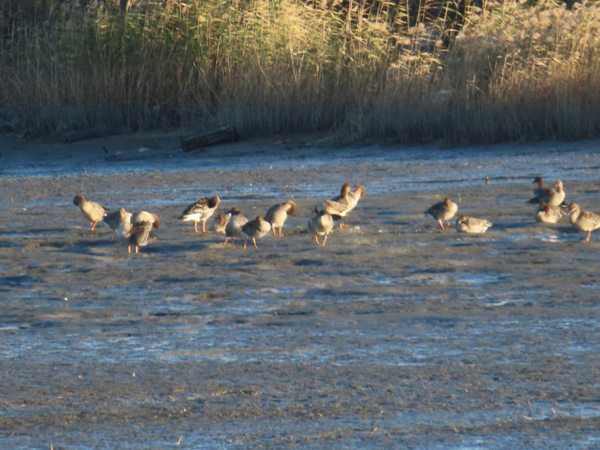 husa polní - ML645835577